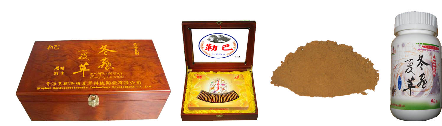 青海玉樹(shù)野生冬蟲(chóng)夏草