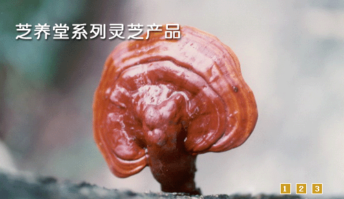 芝養(yǎng)堂野生平蓋靈芝、無柄赤芝