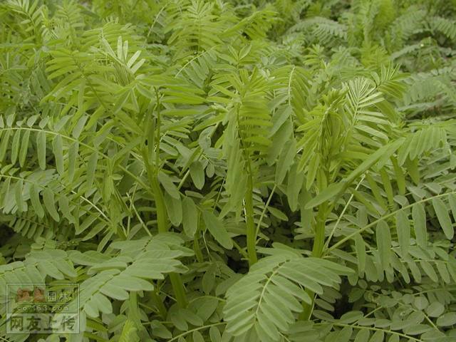 黃芪甲苷Astragaloside