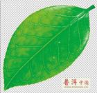 兒茶素catechin