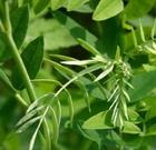 槐定堿Sophoridine