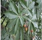 七葉皂甙Aescigenin