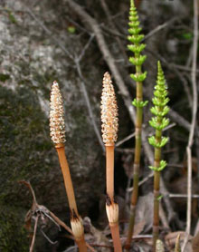 問荊提取物 Horsetail P.E.