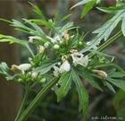 鹽酸水蘇堿stachydrine hyd