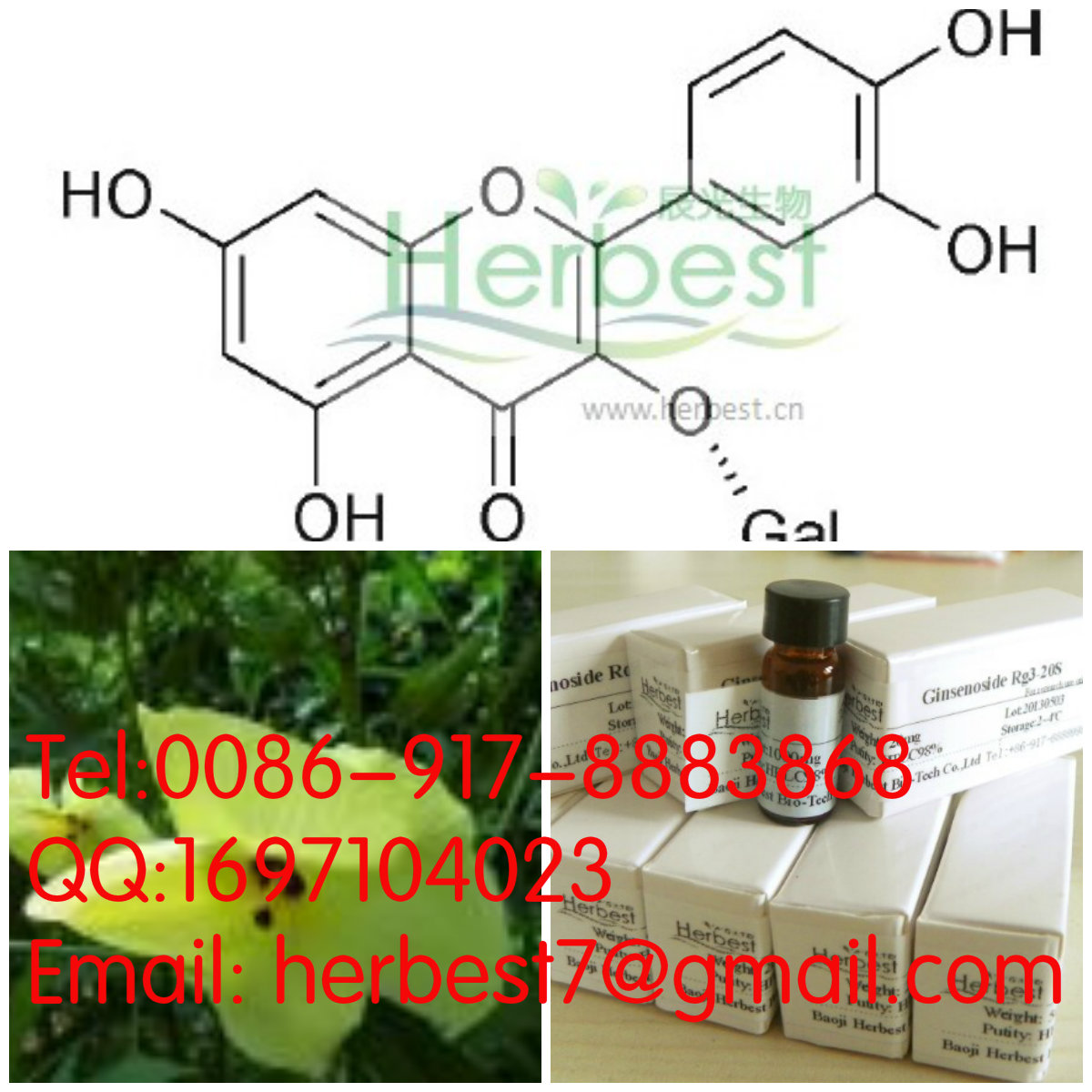 金絲桃苷Hyperoside482-36-0