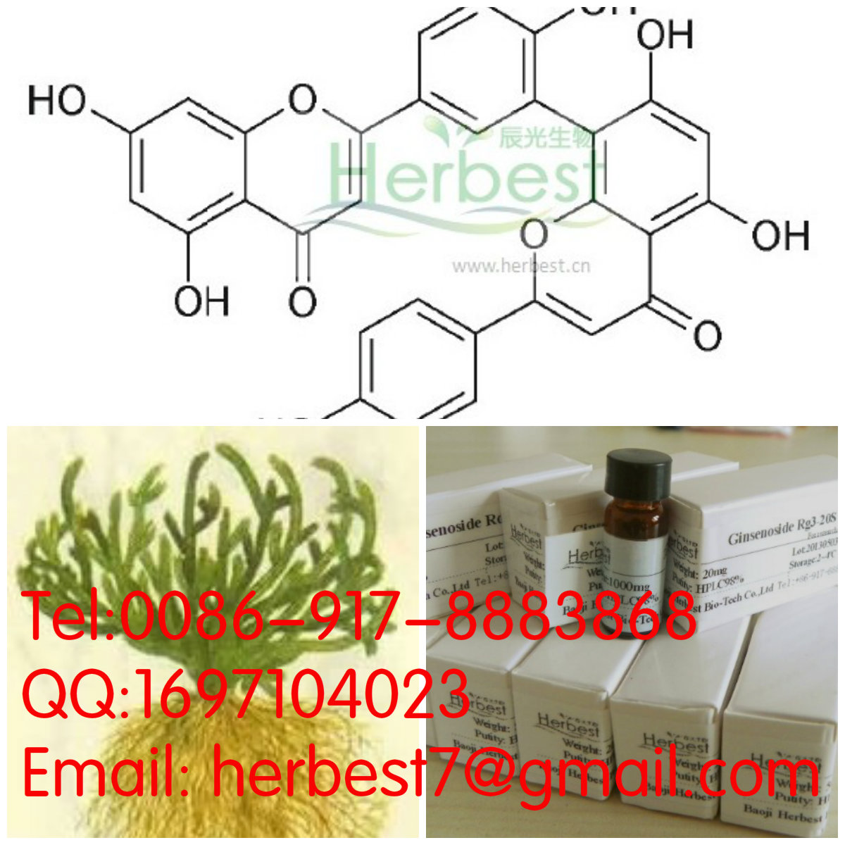 穗花杉雙黃酮 Amentoflavone1617-53-4