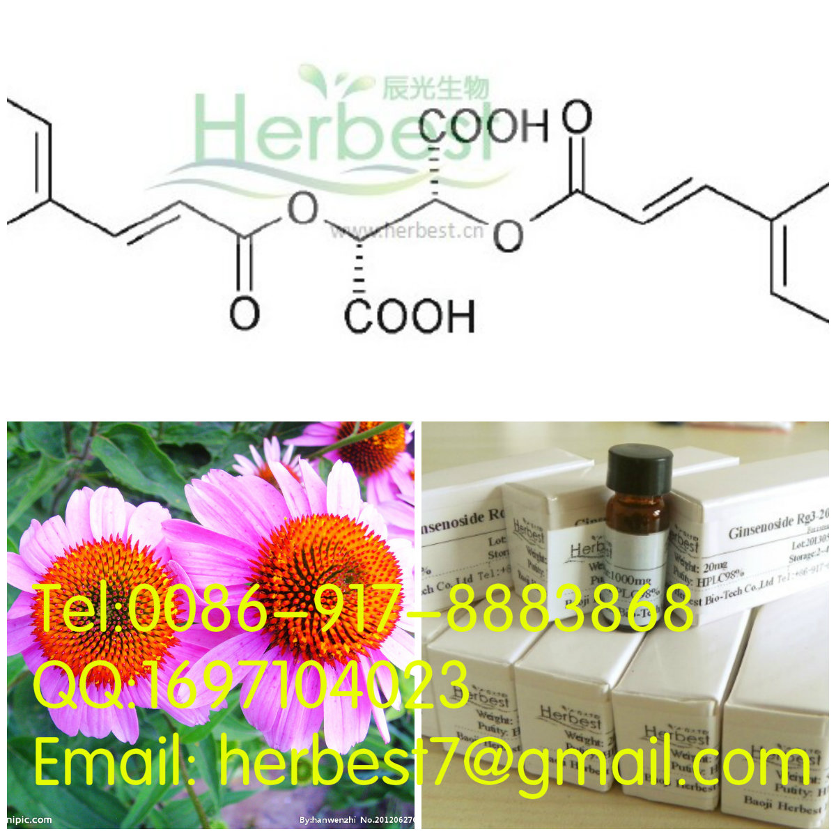 菊苣酸Cichoric acid70831-56-0