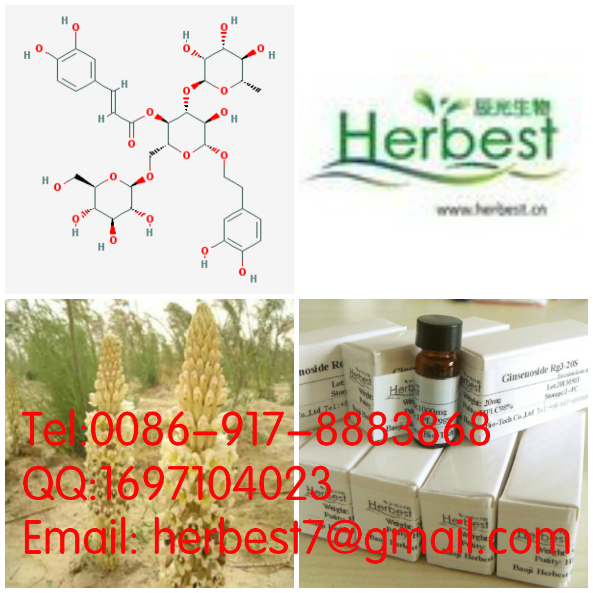 松果菊苷Echinacoside82854-37-3