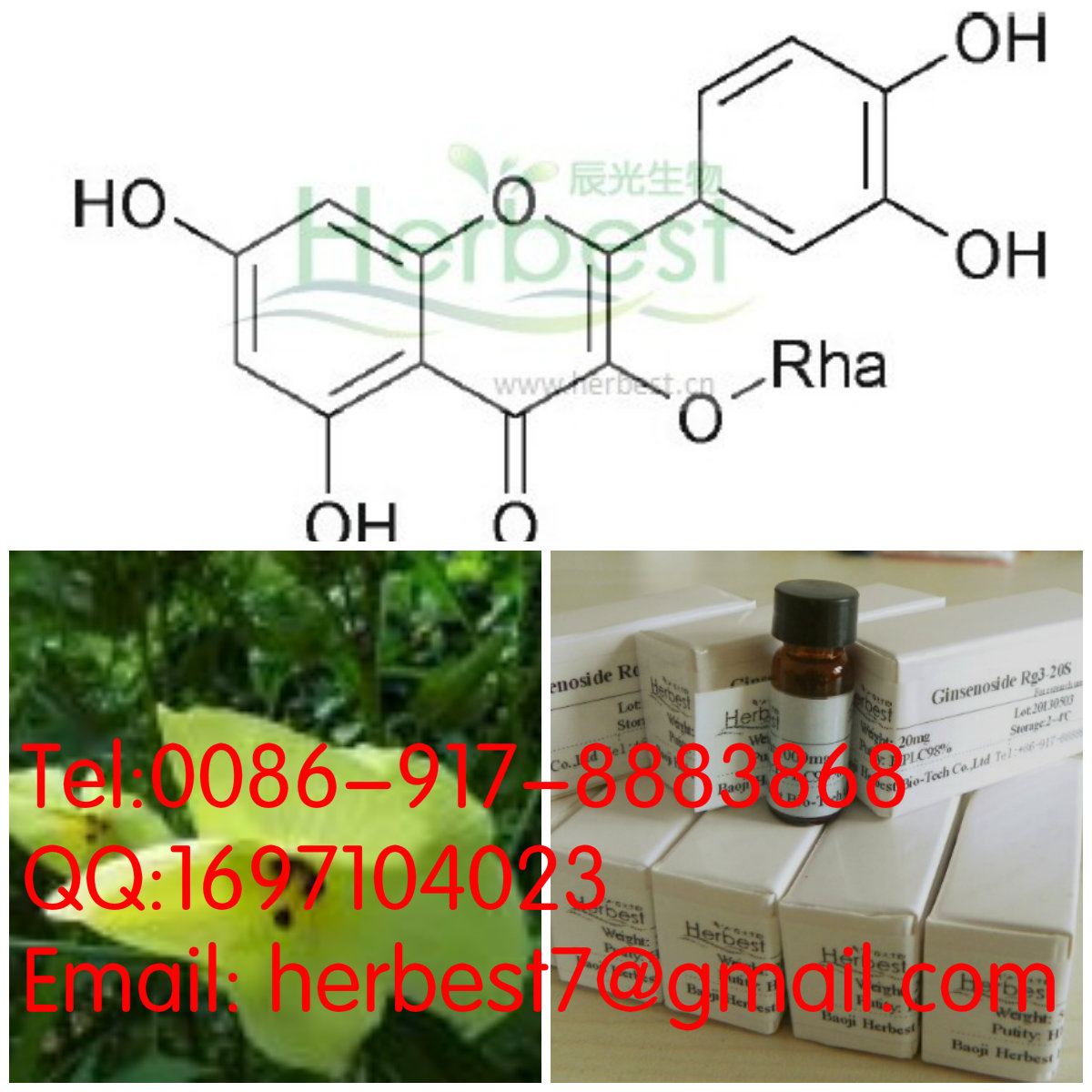 槲皮苷Quercitrin522-12-3