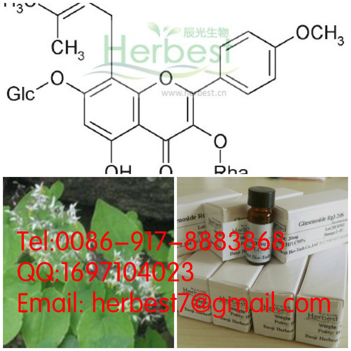 大量供應(yīng)淫羊藿提取物及各種單體